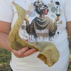27" Sheep Horn
