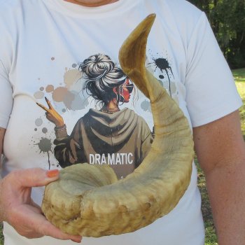 27" Sheep Horn 