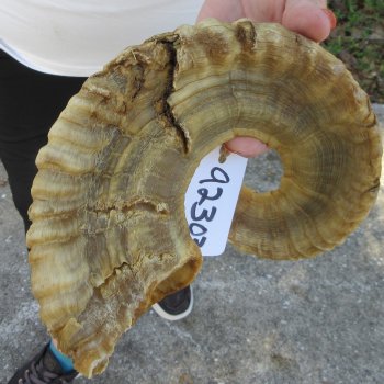 27" Sheep Horn 