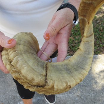 27" Sheep Horn 