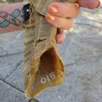 27" Sheep Horn 