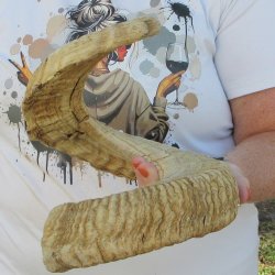 29" Sheep Horn