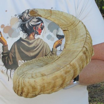 29" Sheep Horn 