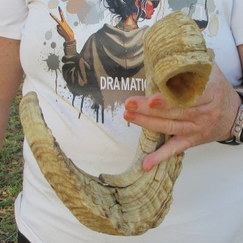 29" Sheep Horn 