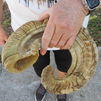 29" Sheep Horn 