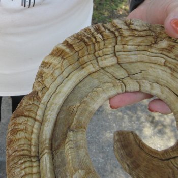 29" Sheep Horn 