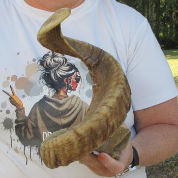 28" Sheep Horn 
