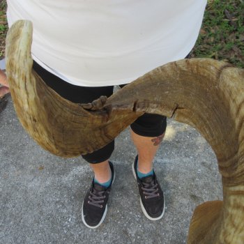 28" Sheep Horn 