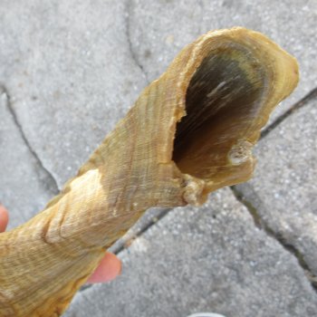 28" Sheep Horn 