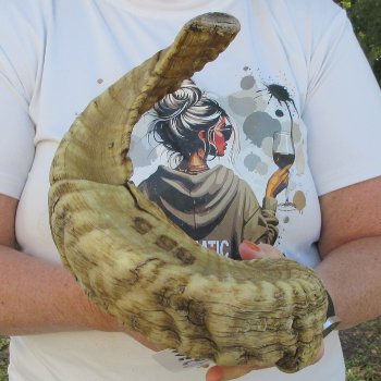 27" Sheep Horn 