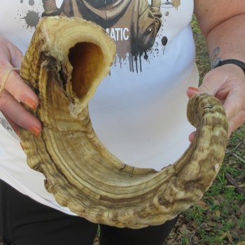 27" Sheep Horn 
