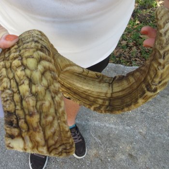 27" Sheep Horn 