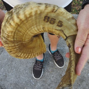 27" Sheep Horn 