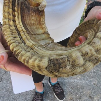 27" Sheep Horn 