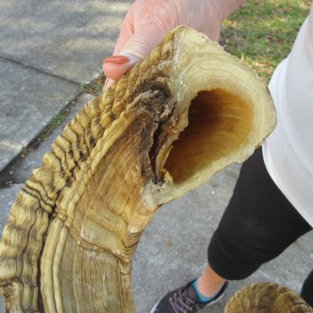 27" Sheep Horn 