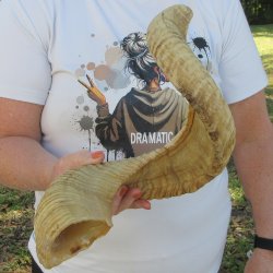27" Sheep Horn