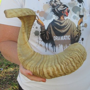 27" Sheep Horn 