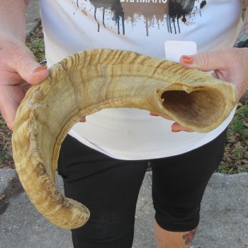 27" Sheep Horn 