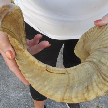 27" Sheep Horn 