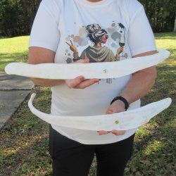 Two 23" Buffal...