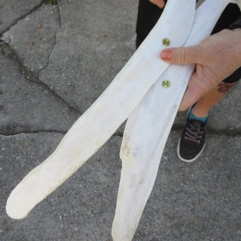 Two 23"  Buffalo Rib Bones 