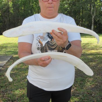 Two 23" and 24" Buffalo Rib Bones 