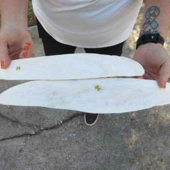 Two 23" and 24" Buffalo Rib Bones 