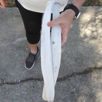 Two 20" & 21" Buffalo Rib Bones 