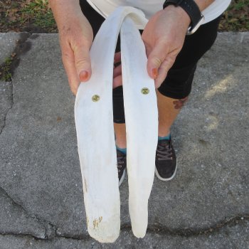Two 20-1/2" & 21" Buffalo Rib Bones 