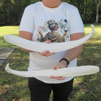 Two 22-1/2"  Buffalo Rib Bones 