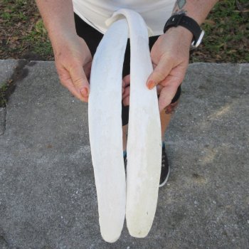 Two 22-1/2"  Buffalo Rib Bones 