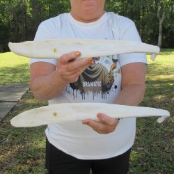 Two 23" Buffal...