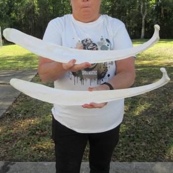 Two 23"  Buffalo Rib Bones 