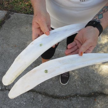 Two 23"  Buffalo Rib Bones 