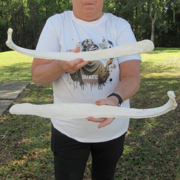 Two 22-1/2"  Buffalo Rib Bones 