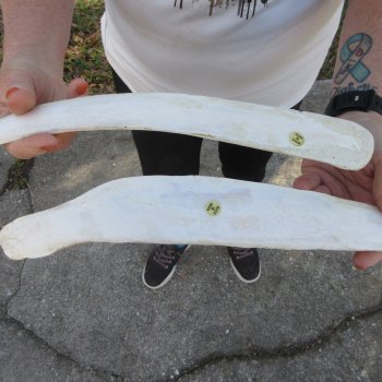 Two 22-1/2"  Buffalo Rib Bones 