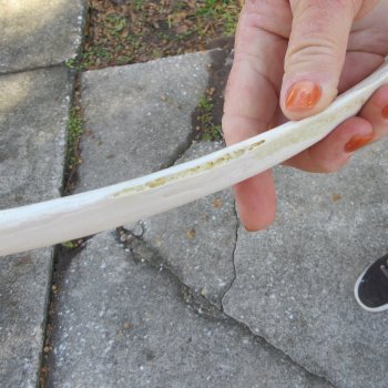 Two 22-1/2"  Buffalo Rib Bones 