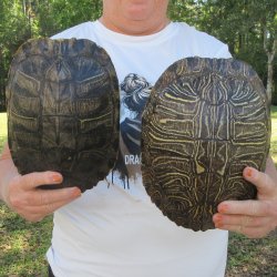 Two piece 9" to 9-3/4" Red Eared Slider Turtle Shells