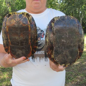 Two piece 9" to 9-3/4" Red Eared Slider Turtle Shells