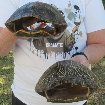 Two piece 9" to 9-3/4" Red Eared Slider Turtle Shells