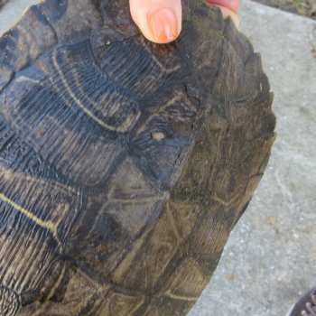 Two piece 9" to 9-3/4" Red Eared Slider Turtle Shells