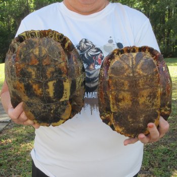 Two piece 9" to 9-3/4" Red Eared Slider Turtle Shells