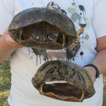 Two piece 9" to 9-3/4" Red Eared Slider Turtle Shells