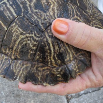 Two piece 9" to 9-3/4" Red Eared Slider Turtle Shells