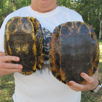 Two piece 9" to 9-3/4" Red Eared Slider Turtle Shells