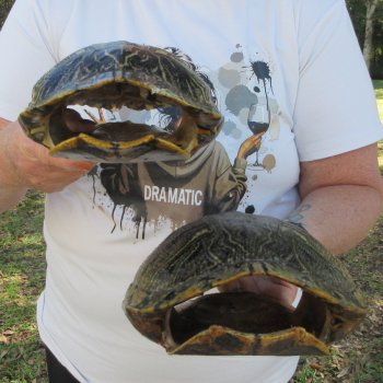 Two piece 9" to 9-3/4" Red Eared Slider Turtle Shells