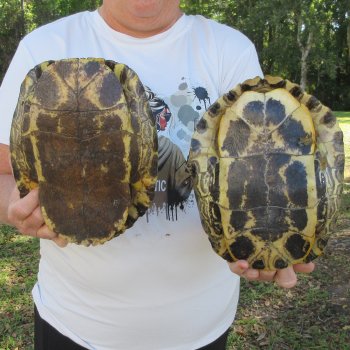 Two piece 9" to 9-3/4" Red Eared Slider Turtle Shells