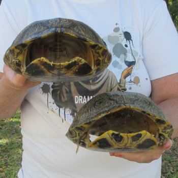 Two piece 9" to 9-3/4" Red Eared Slider Turtle Shells