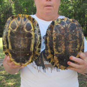 Two piece 9" to 9-3/4" Red Eared Slider Turtle Shells
