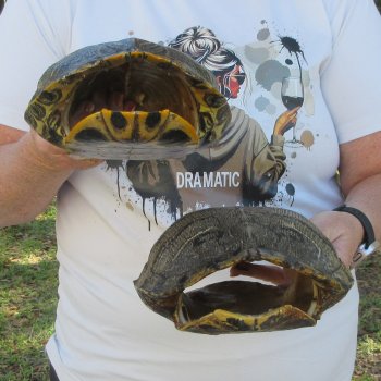 Two piece 9" to 9-3/4" Red Eared Slider Turtle Shells